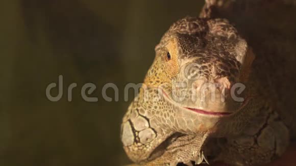 黄色的鬣蜥看着镜头视频的预览图