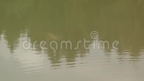 湖中的绿水浑浊的水鲜红色的锦鲤鱼在开阔的池塘里游泳红色的视频的预览图