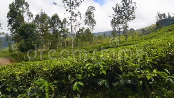 努瓦拉埃利亚的茶园视频的预览图