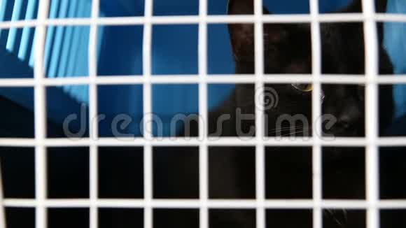 残酷对待家庭宠物一只黑猫坐在一个笼子里放在一个被遗弃的动物的托儿所里视频的预览图