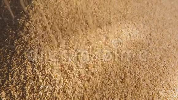 小麦下落的特写将小麦装入筒仓视频的预览图