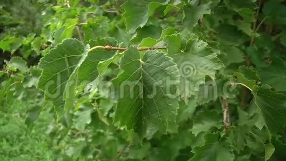 春天里一片榛树林的嫩绿的嫩叶近了视频的预览图