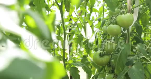 温室里的番茄灌木和绿色的番茄视频的预览图