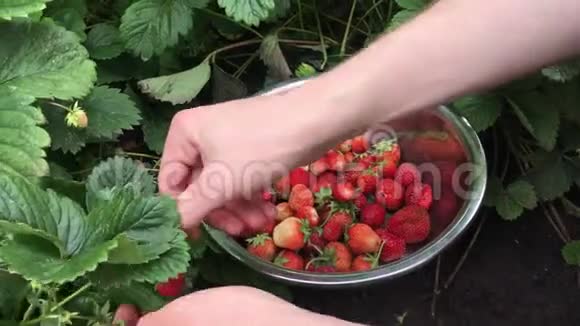 采摘成熟草莓的男子在金属碗收获时间在花园水果花园里的草莓碗已装满视频的预览图