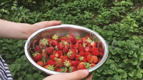 采摘成熟草莓的男子在金属碗收获时间在花园水果花园里的草莓碗已装满视频的预览图