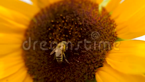 向日葵和两只蜜蜂在向日葵头上收集花粉视频的预览图