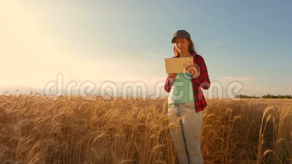 农民妇女在麦田里用平板电脑工作计划种植谷物商业妇女在规划收入领域视频的预览图