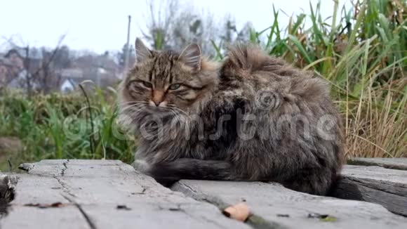 毛茸茸的猫坐在木桥上狂风大作突然又有一只猫靠近视频的预览图