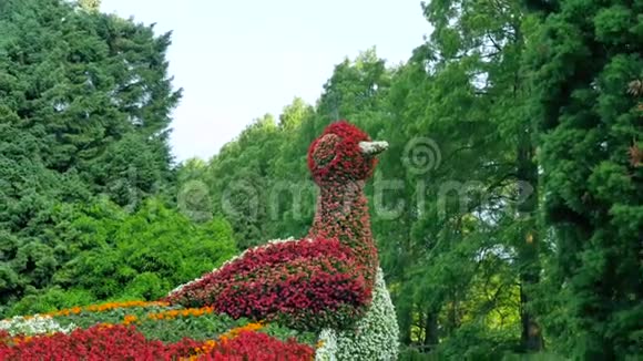 火鸟的花视频的预览图