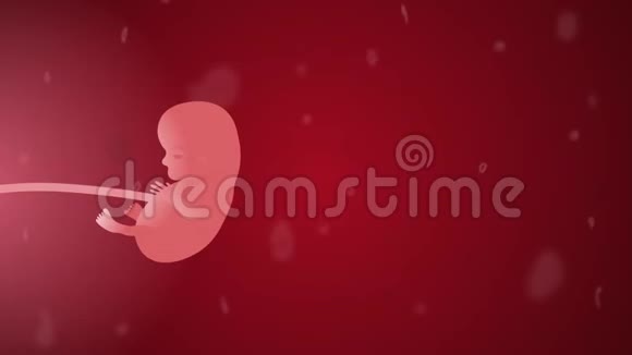 胎儿发育第13周妇科2d动画视频的预览图