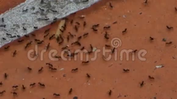 在加勒比海工作的疯狂蚂蚁视频的预览图