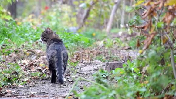 美丽的塔比猫站在小径上然后走了视频的预览图