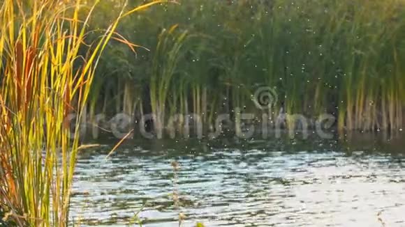 蚊蚊或在湖上飞过并有芦苇视频的预览图
