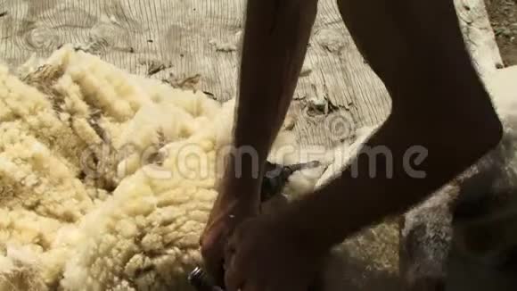 新西兰羊被剪了视频的预览图