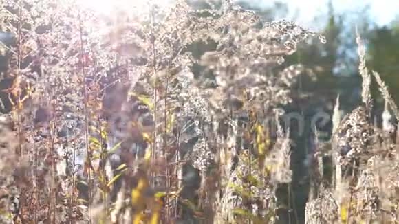 温暖的夏日阳光照亮了野田草在阳光下关闭野外植物明亮的阳光照亮干燥的药草视频的预览图