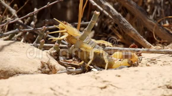 黄蝎在同一物种的另一只蝎子咬伤后死亡视频的预览图