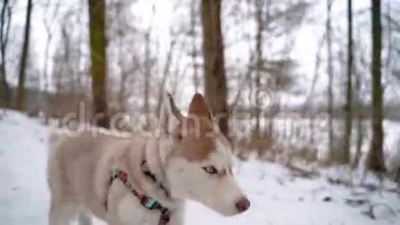 冬天西伯利亚哈士奇小狗跑出城散步索尼A7III100英尺全高清视频的预览图