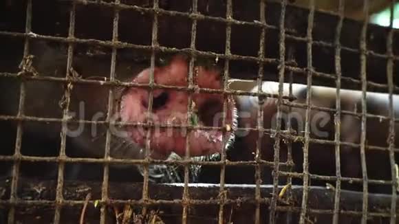 猪在猪圈里从金属网后面看视频的预览图