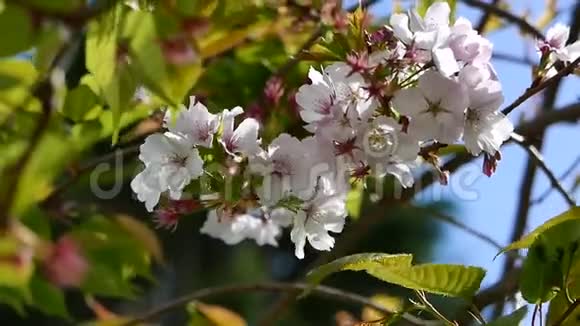 春风中樱花视频的预览图