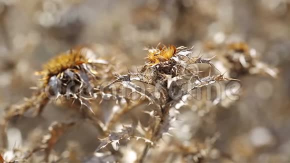 蓟马蓟属干燥野生植物视频的预览图