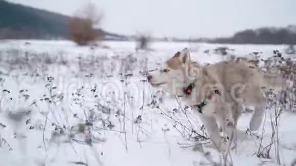 冬天西伯利亚哈士奇小狗跑出城散步索尼A7III100英尺全高清视频的预览图