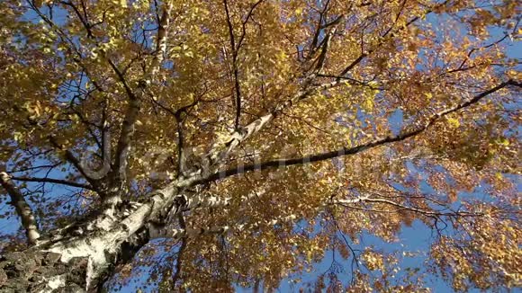 桦树秋角观视频的预览图