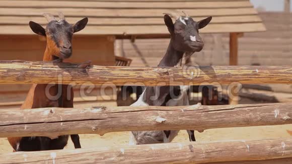 两只干净整洁的山羊在农场的鸟舍里山羊正从栅栏后面看着镜头视频的预览图