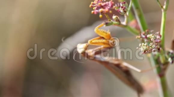 褐色螳螂模糊的轮廓视频的预览图