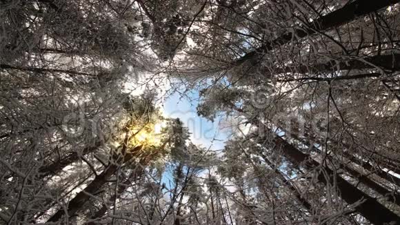 仰望着在冬风中摇曳的神奇树梢视频的预览图