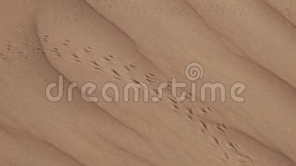 阿拉伯联合酋长国日出时RubalKhali沙漠中的沙子上的动物脚印视频的预览图