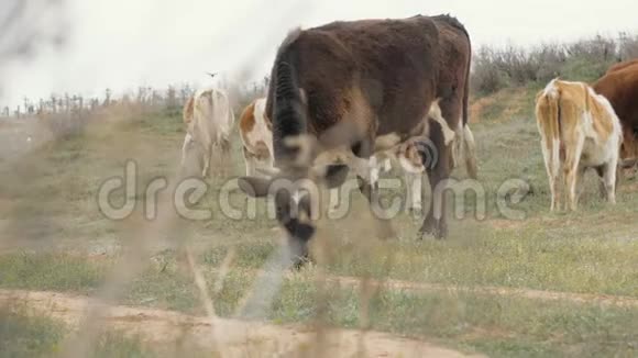 奶牛在牧场放牧在农田吃青草视频的预览图