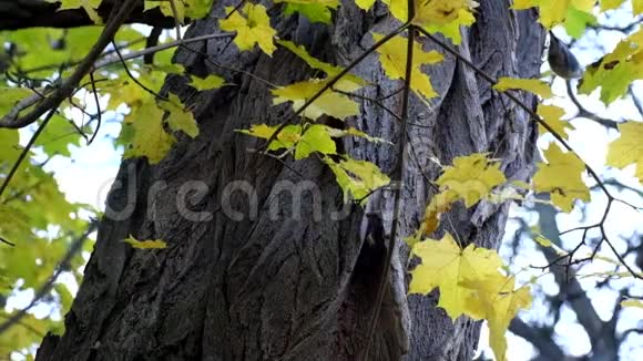黄枫叶在刺槐树干的背景下随风簌簌作响视频的预览图