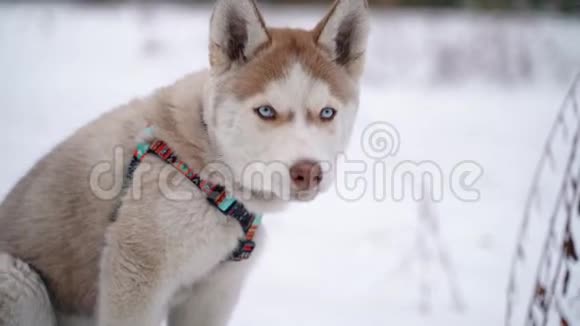 冬天一只西伯利亚哈士奇小狗在城外散步时特写的肖像动作缓慢100英尺视频的预览图