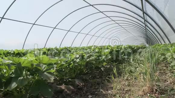 在大型植物苗圃中生长的一排排年轻的草莓植物四季水果和蔬菜的生产视频的预览图