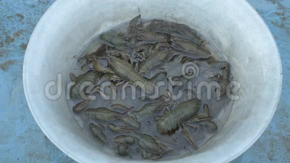 抓在河里的活小龙虾在烹饪前倒入洗手池视频的预览图