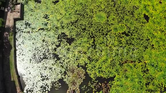 令人惊叹的空中无人机视频湖和莲花场在一个热带岛屿巴厘岛印度尼西亚美丽的空中场景视频的预览图