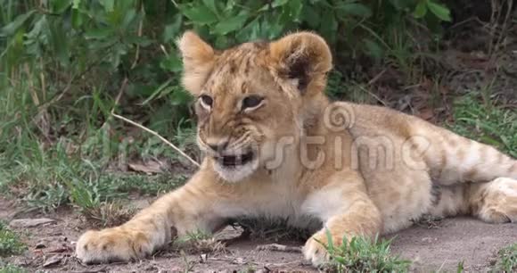 非洲狮子潘特拉里奥幼雅宁马赛马拉公园在肯尼亚视频的预览图