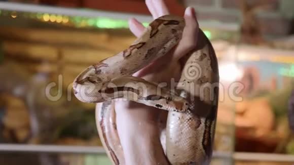 雄性手上的蛇危险爬行动物在家庭宠物中的作用视频的预览图