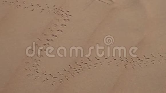 阿拉伯联合酋长国日出时RubalKhali沙漠中的沙子上的动物脚印视频的预览图
