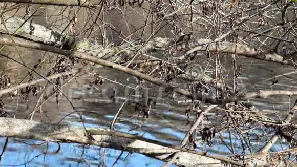 河水通过光秃秃的树枝在阳光下嬉戏视频的预览图