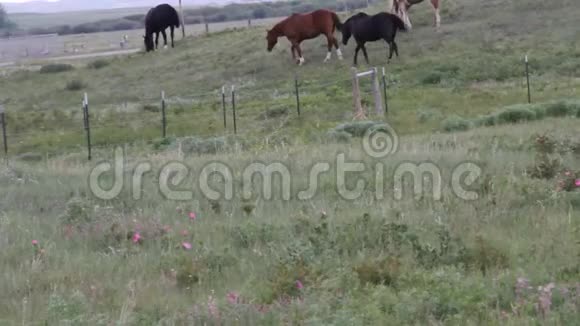 蒙大拿州的马视频的预览图