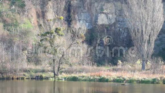 南虫河畔的岩石和裸露的树木视频的预览图