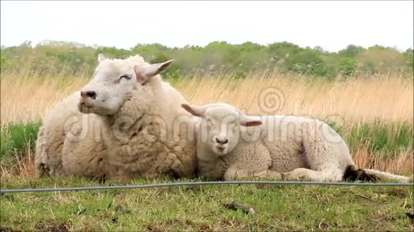 白羊羊窝在母羊上视频的预览图