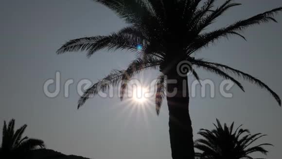 太阳带背景下棕榈树剪影视频的预览图