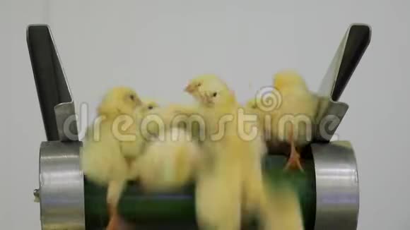 鸡场农业视频的预览图