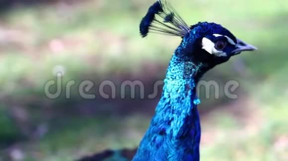 五颜六色的孔雀野生动物视频的预览图