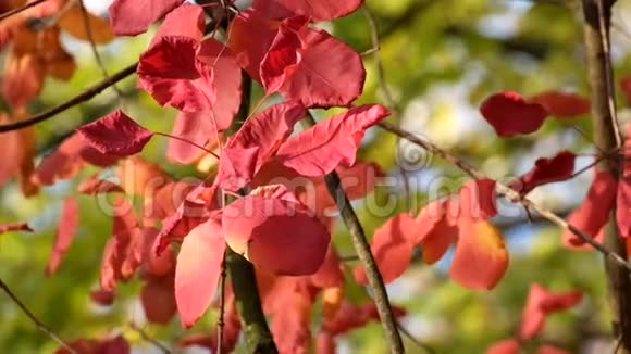 烟树的红叶在风中飘动被秋日的阳光照亮视频的预览图