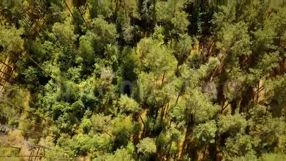 无人机在阳光明媚的绿色森林上空向前飞行空中天桥拍摄的暖夏混合树梢纹理顶景4K视频的预览图