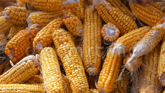 谷仓里的黄色玉米玉米的收获农业生产视频的预览图