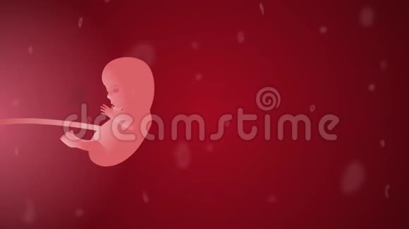胎儿发育第14周妇科二维动画视频的预览图